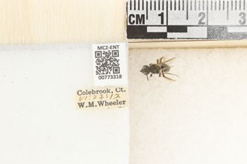 Media type: image;   Entomology 773318 Aspect: Labels